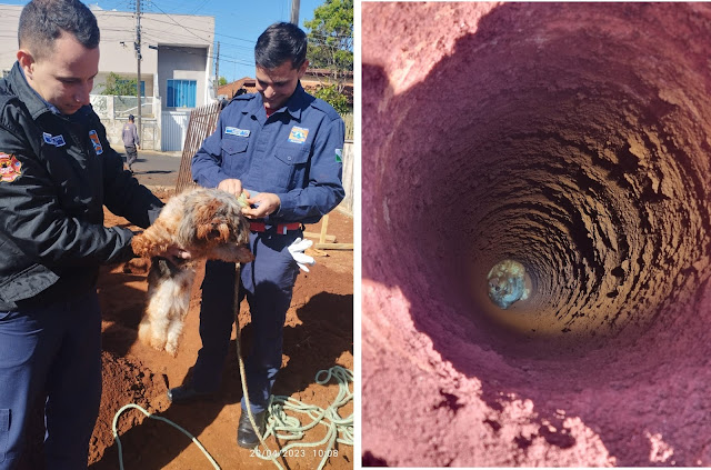  Cachorro é resgatado dentro de buraco em Jandaia do Sul