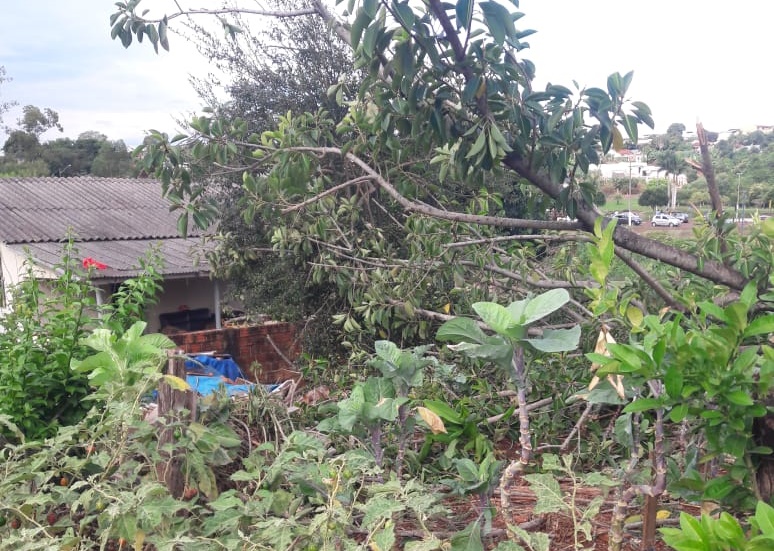  Arvore grande provoca transtornos após cair em residência na Vila verde em Borrazópolis