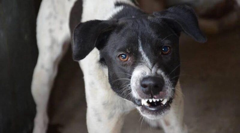 Cachorro ataca morador de Jandaia do Sul
