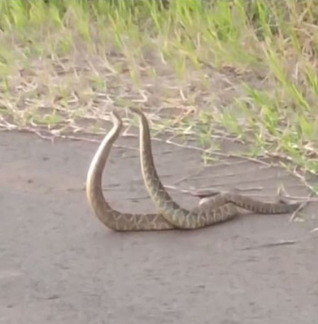  Cobras Cascavéis são flagradas “namorando” em Sarandi