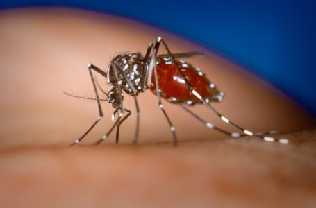 An Aedes albopictus female mosquito feeds on a human blood meal.


Photo by James Gathany, Centers for Disease Control and Prevention