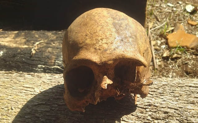  Crânio humano é encontrado em propriedade rural de Manoel Ribas