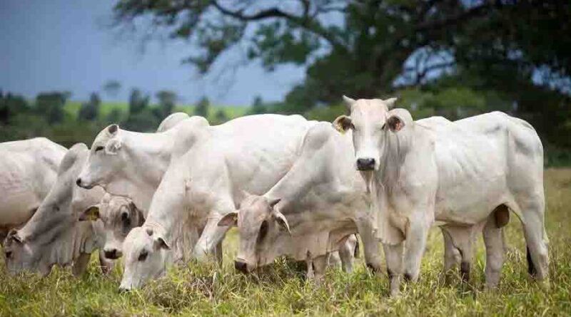  Ladrões furtam 25 cabeças de gado de sítio em Rosário do Ivaí