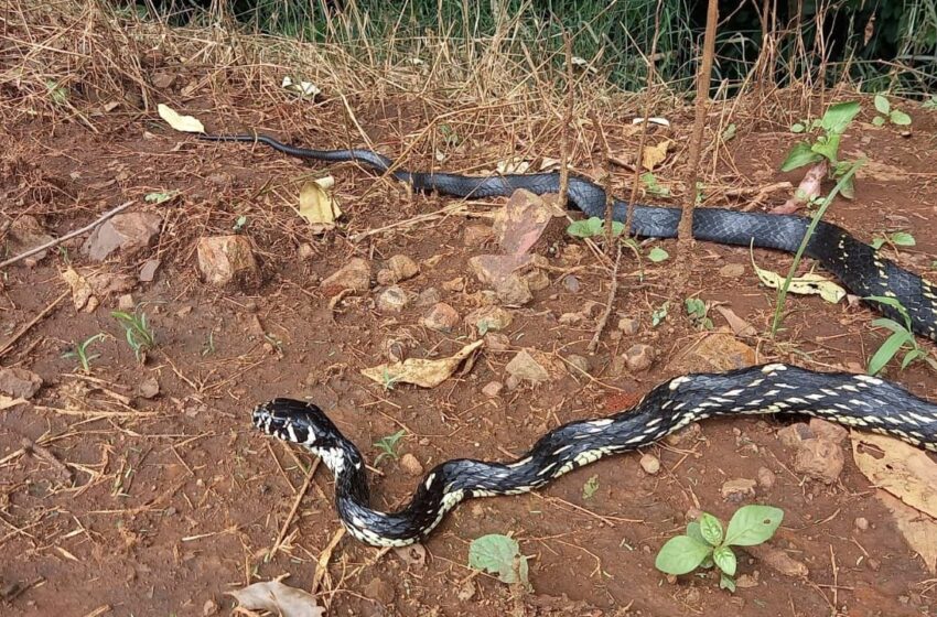  Serpente caninana é encontrada em propriedade em Marilândia do Sul