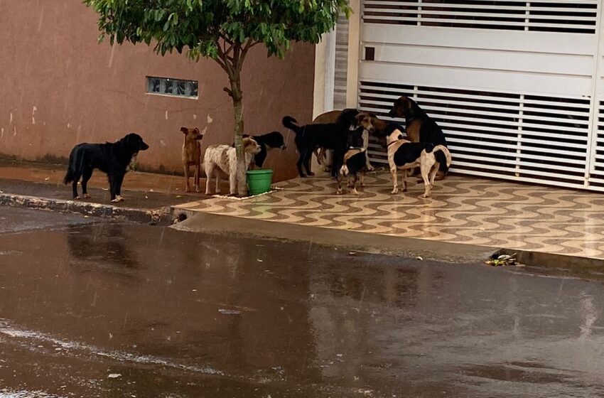  Aumento de cães abandonados em Cruzmaltina preocupa comunidade