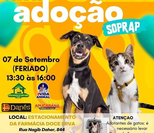  Apucarana realiza feira de adoção de cães e gatos no feriado de 7 de Setembro