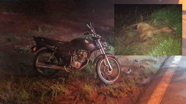  Motociclista fica ferido após atropelar cavalo na PR-466 em Borrazópolis