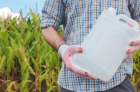 Farmer holding pesticide chemical jug in cornfield. Blank unlabelled bottle as mock up copy space for herbicide, fungicide or insecticide used in corn crop farming.