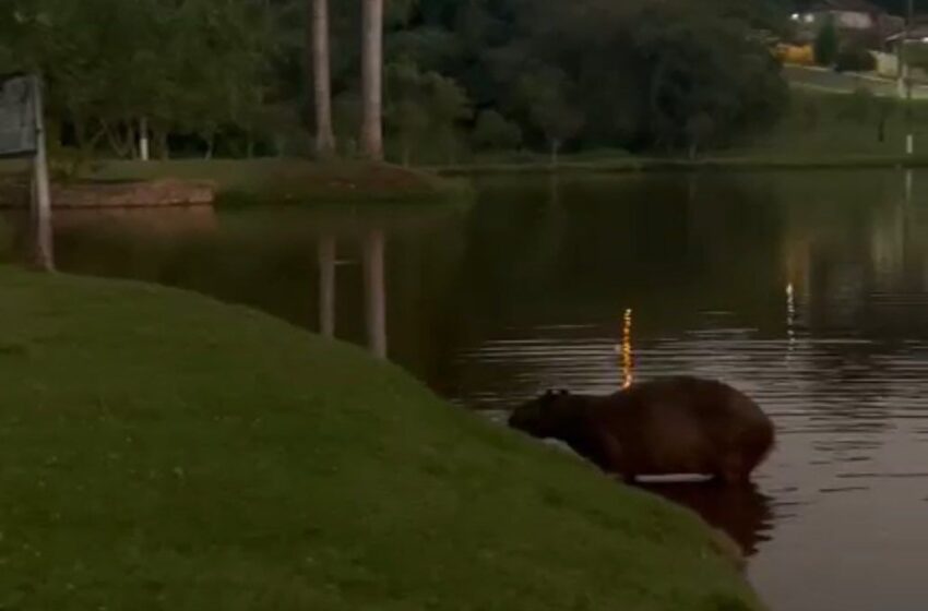  Imagens da capivara no lago de Borrazópolis viralizam na internet