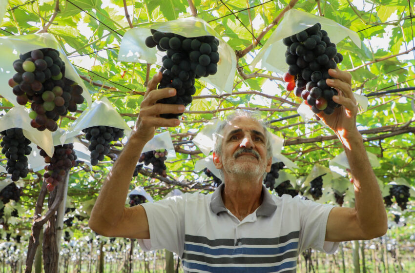  Indicação Geográfica reforça vocação de Marialva como maior produtora de uvas do Paraná