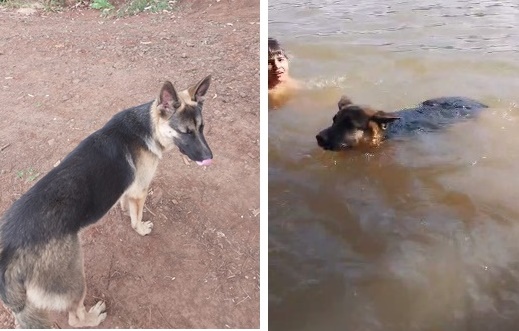  Família procura por cachorro que desapareceu após nadar no Rio Ivaí em Borrazópolis