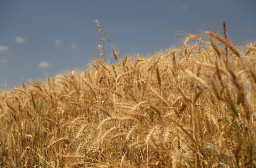  Boletim da Secretaria da Agricultura detalha impacto do El Niño na produção paranaense