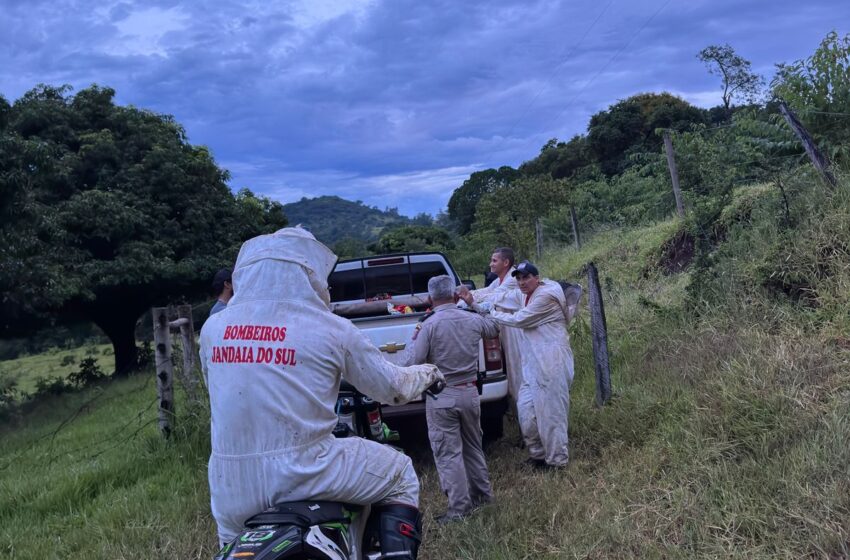  Bombeiros resgatam trilheiros que sofreram ataque de abelhas em Bom Sucesso