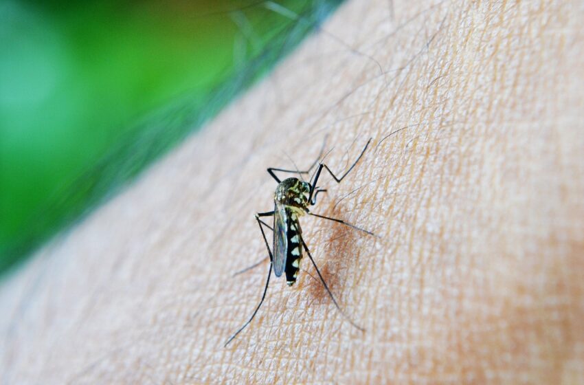  Sesa confirma duas mortes por dengue em Cambira; veja os números da região