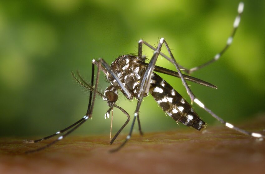  Boletim da Dengue: Confira o número de casos nas cidades do Vale do Ivaí