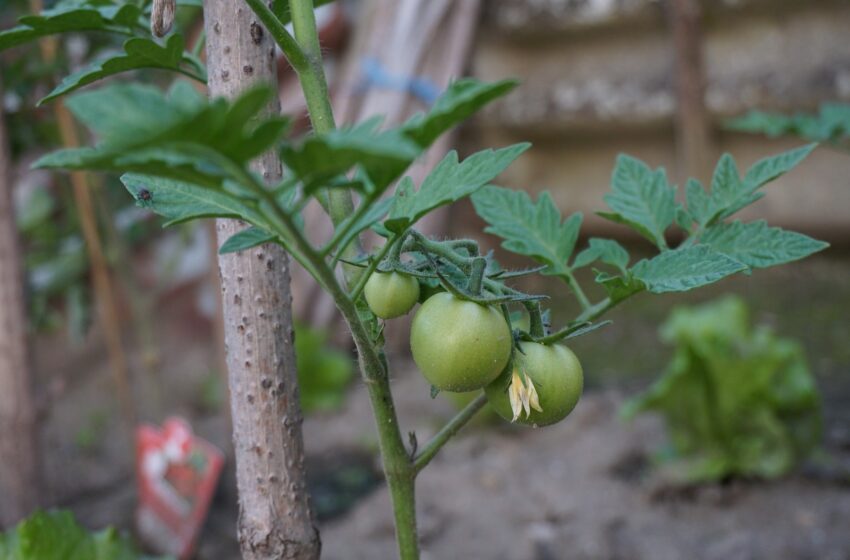  Prejuízo: sítio é invadido e mudas de tomate são furtadas em Cruzmaltina