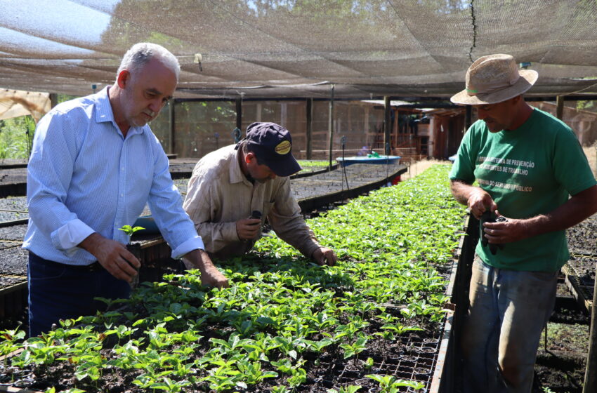  Prefeitura de Ivaiporã fortalece cafeicultura no distrito do Jacutinga com plantação de 80 mil mudas
