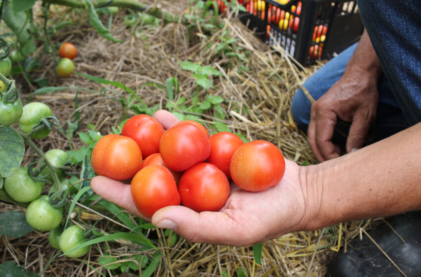  Tecpar orienta população a identificar produtos orgânicos não certificados