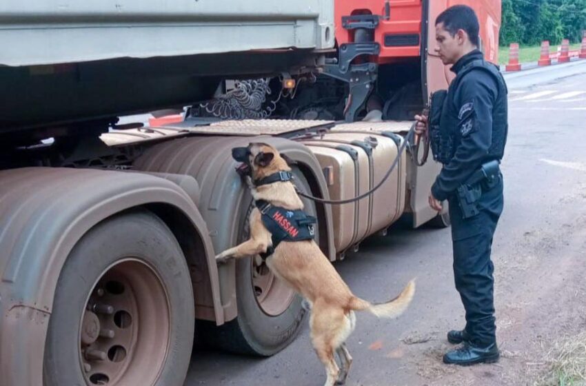  Vinte cães policiais reforçam operações da Polícia Penal do Paraná