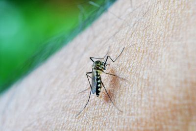  Agentes de endemias encontram focos do mosquito da dengue em imóveis