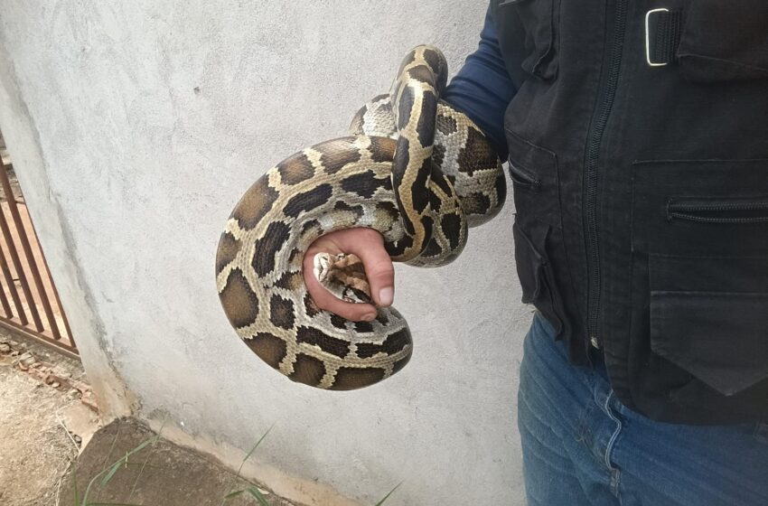  Píton de mais de 2 metros é encontrada em Apucarana; veja