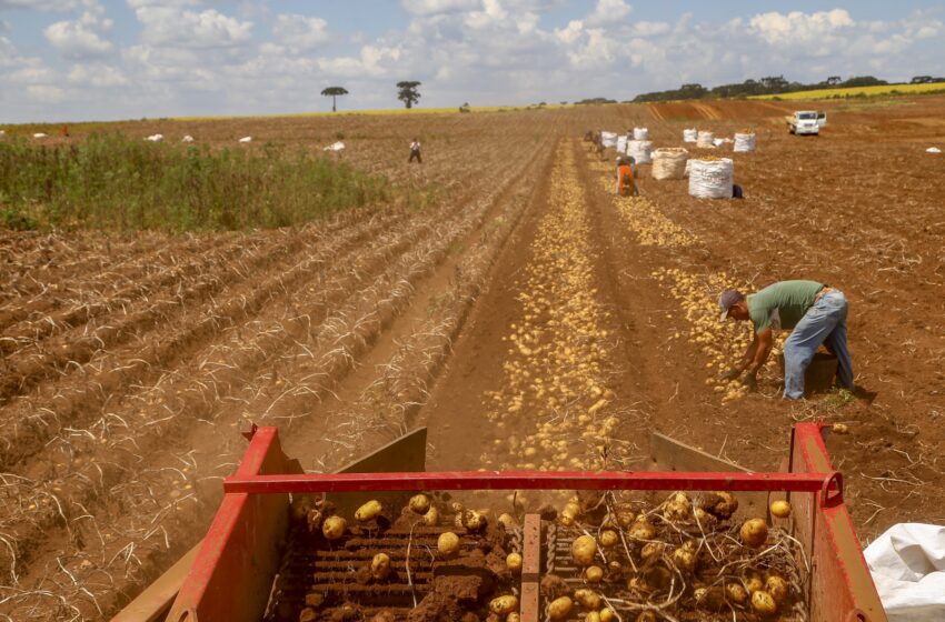  Primeira safra de batata rende 392,2 mil toneladas no Paraná