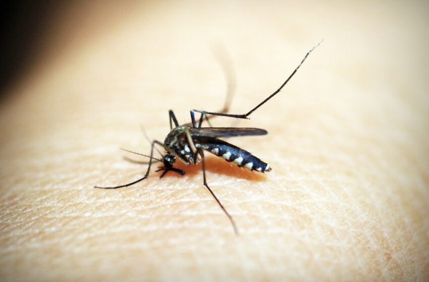  Borrazópolis soma 1.313 casos de dengue e Ivaiporã passa dos 2 mil; veja os números