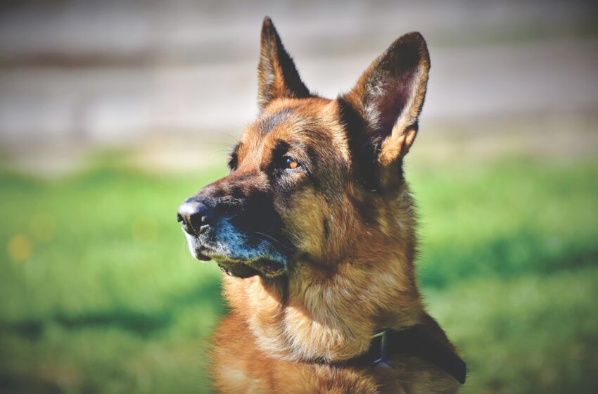  Mulher é mordida por cão  em bairro de Apucarana