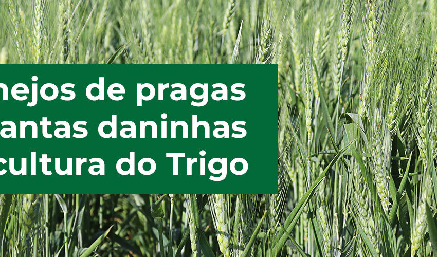  Cocari desenvolve as melhores técnicas de cultivo e manejo para o controle de plantas daninhas na cultura do trigo