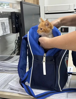  Criança leva gato de estimação para a escola escondido dentro da mochila em Maringá
