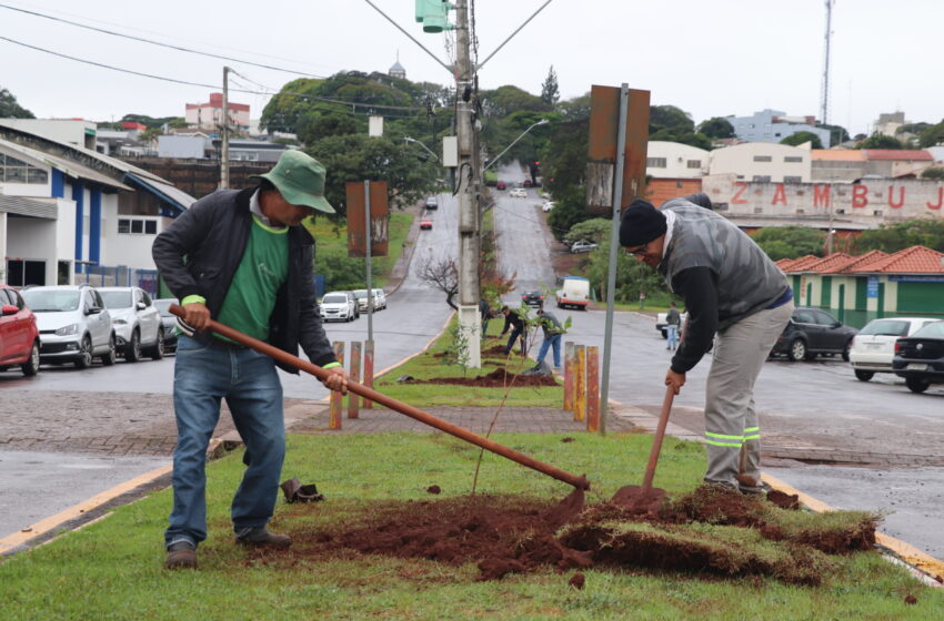  Prefeitura de Ivaiporã Planta 118 árvores em 2 praças e nas Avenidas Aparício Bitencourt e Osvaldo Cruz