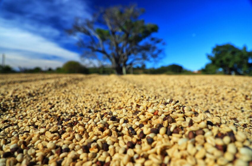  Paraná pode produzir até 750 mil sacas de café em 172 municípios em 2024, aponta boletim