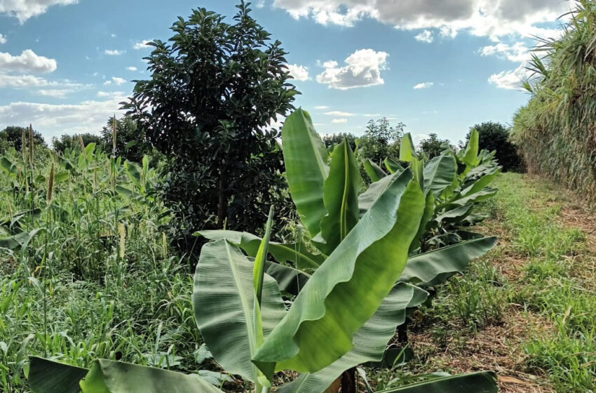  Com tecnologia, lucro com a banana supera renda com a soja em Novo Itacolomi