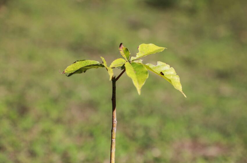  50 municípios plantaram 87 mil árvores em ação do programa Asfalto Novo, Vida Nova