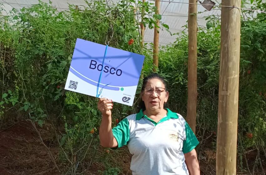  Conheça a história de Odete e Valdomiro, produtores de tomate orgânico em Apucarana