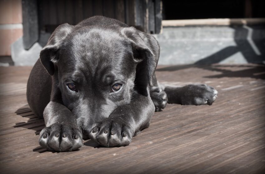  Latido de cachorros vira caso de polícia em Apucarana