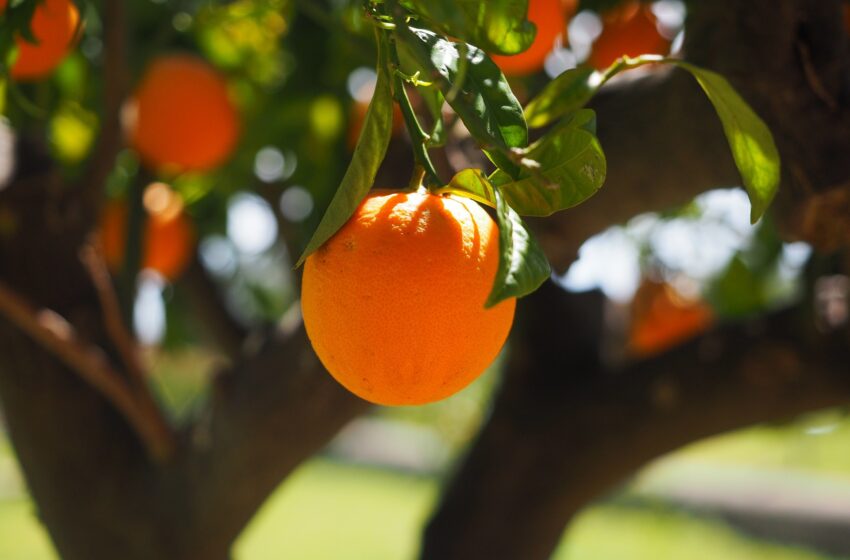  Laranjas são furtadas de propriedade em Marilândia do Sul