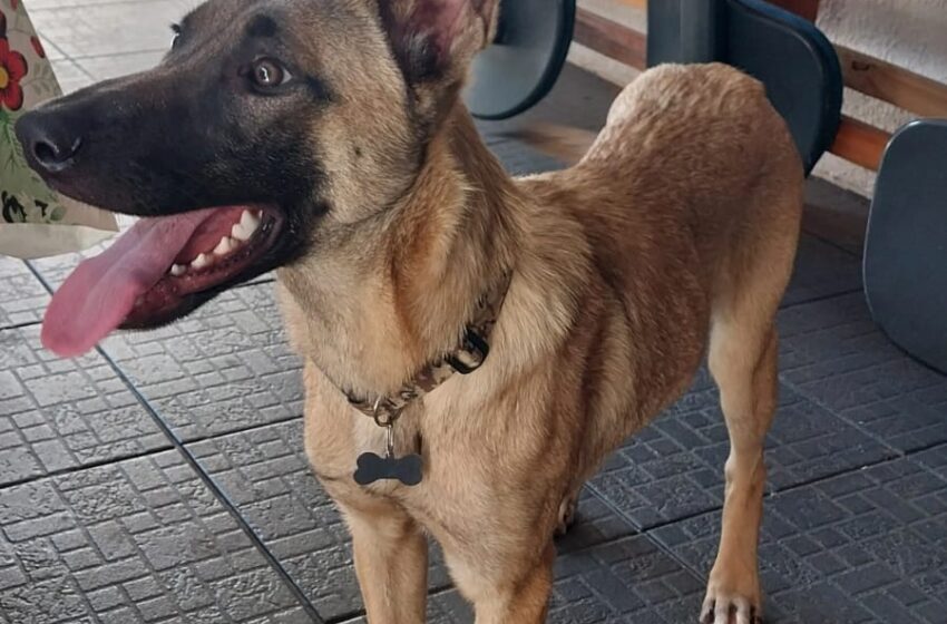  Polícia Civil de Ivaiporã resgata cadela e faz enquete para escolher nome; entenda