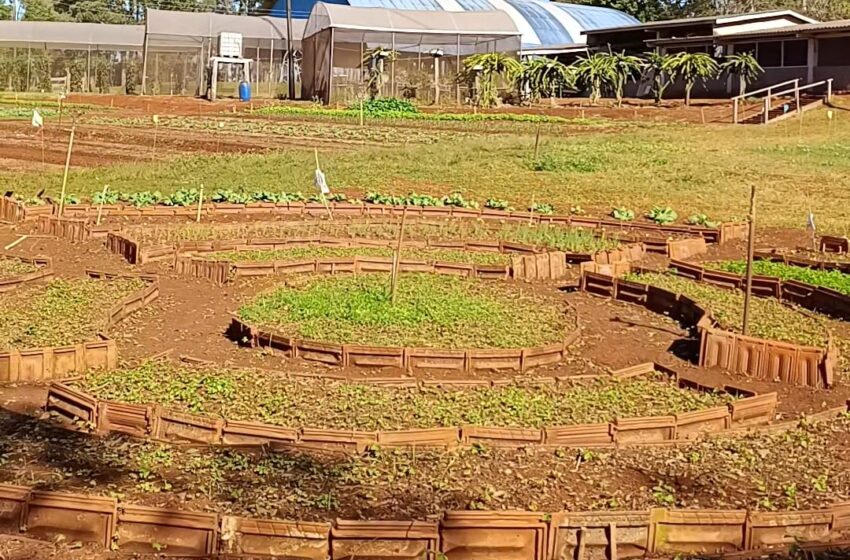  Conheça a Horta Mandala do Colégio Agrícola de Apucarana; veja