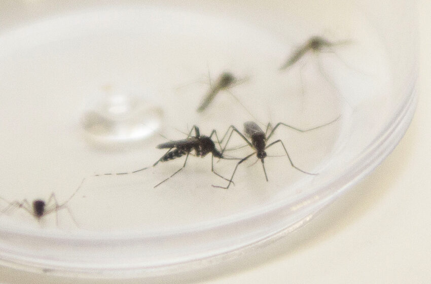  Paraná encerra período epidemiológico 23/24 da dengue com 595 mil casos