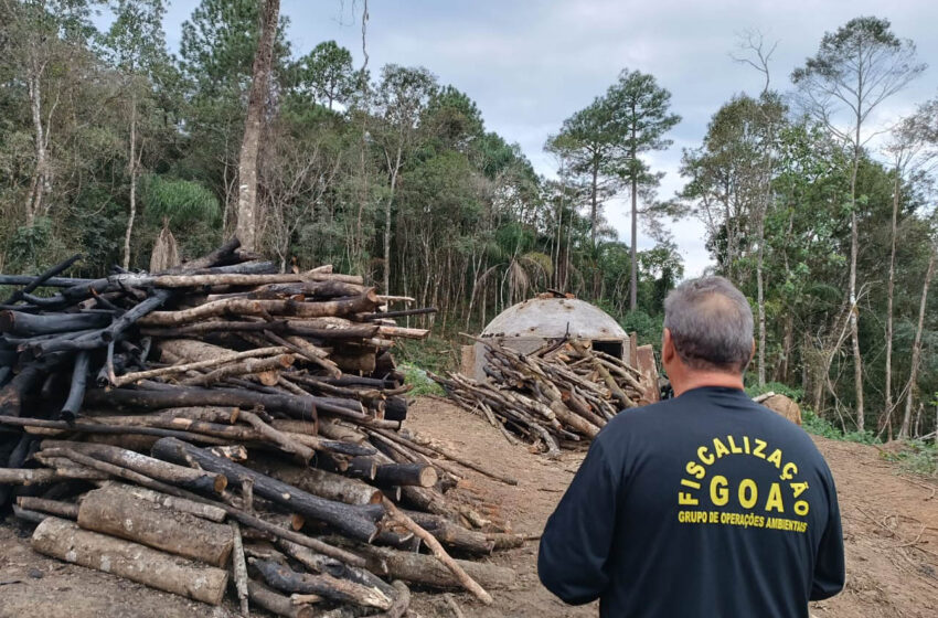  IAT intensifica fiscalização contra desmatamento ilegal na região Central do Estado