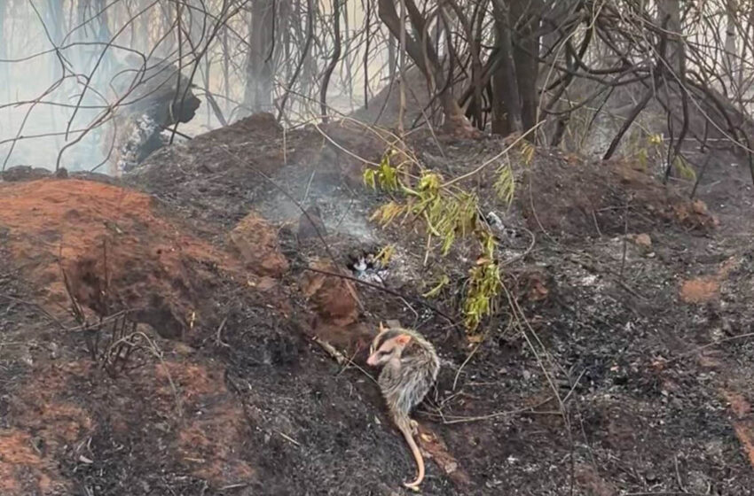  IAT orienta população sobre cuidados com animais vitimados por incêndios florestais