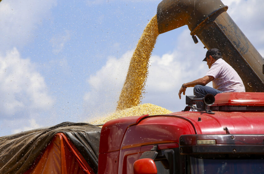  Produtores de milho do Paraná têm melhor remuneração em outubro, aponta boletim do Deral