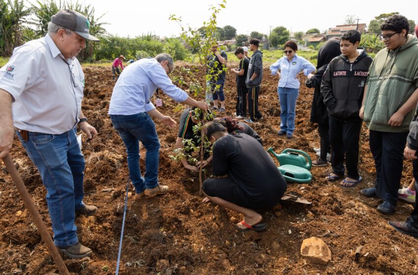  Apucarana prepara horta no sistema de agrofloresta