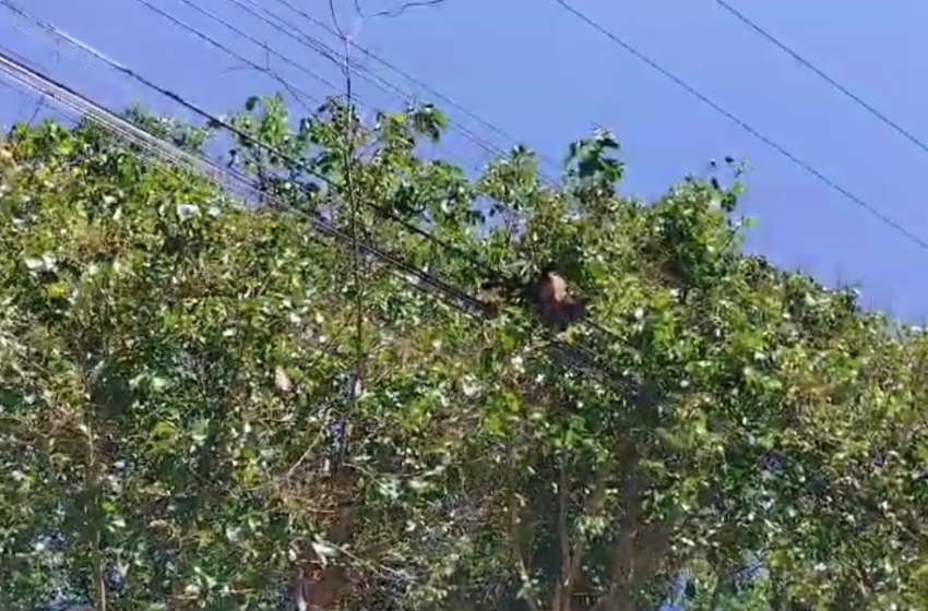  Macaco morre após levar choque em bairro de  Apucarana