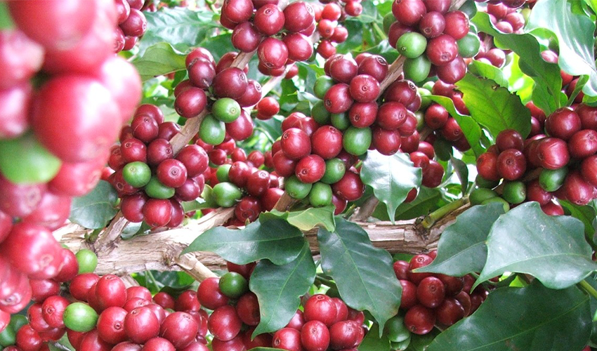  Tarde de Campo de Café da Cocari apresenta novidades e atualiza os produtores sobre manejo dos cafezais