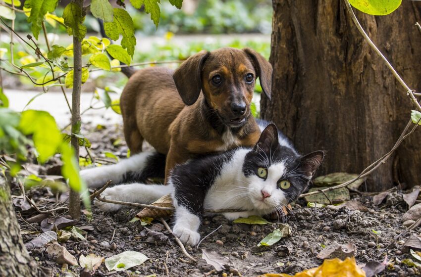  Saiba como denunciar casos de maus-tratos contra animais na OAB Subseção Apucarana