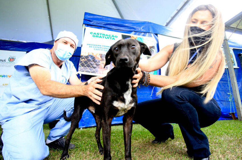  4º ciclo do Castrapet começa em novembro e vai atender 35 mil animais