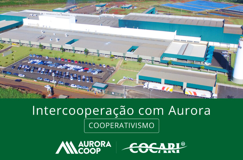  Intercooperação com Aurora impulsiona crescimento e sustentabilidade na Cocari