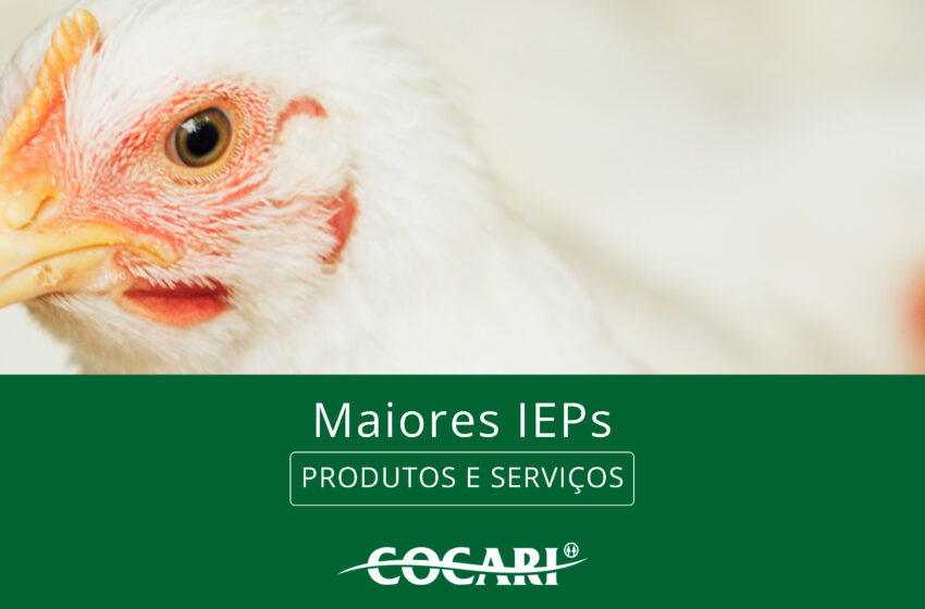  Conheça os avicultores integrados com os maiores Índices de Eficiência Produtiva (IEPs) em setembro/2024